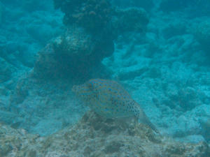 f0190653_1631351.gif