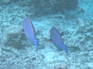 f0190653_16314790.gif