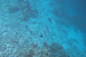 f0190653_16322940.jpg