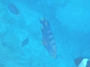 f0190653_16325837.gif