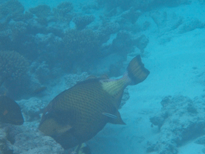 f0190653_16331094.gif