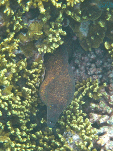 f0190653_16334820.gif