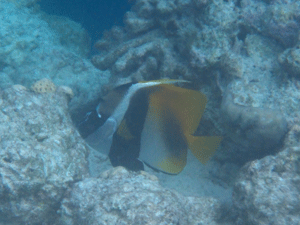 f0190653_16352516.gif