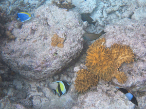 f0190653_1635328.gif