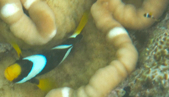 f0190653_16595820.gif