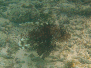 f0190653_1731685.gif