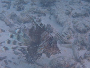 f0190653_1732798.gif