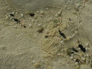 f0190653_1743871.gif