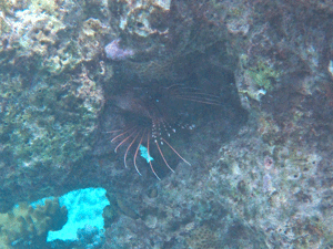 f0190653_1752794.gif
