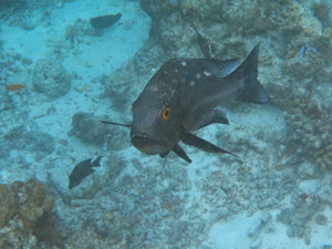 f0190653_1755320.gif