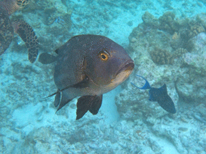 f0190653_176494.gif