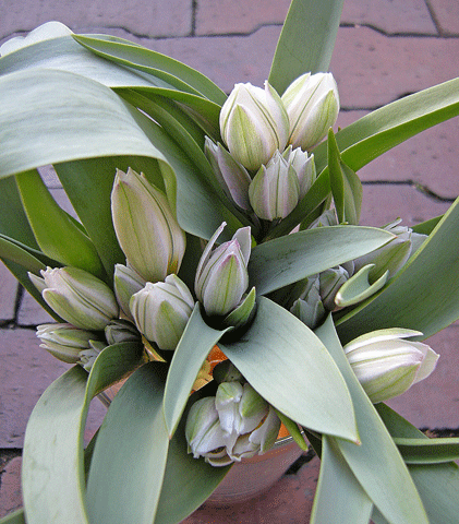 a0001354_23201099.gif