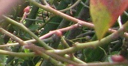 e0041168_1442264.jpg