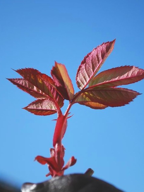 e0025300_20471227.jpg