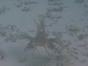 f0190653_21471269.gif
