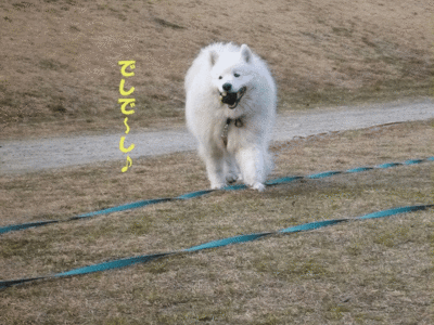 e0176159_13241453.gif