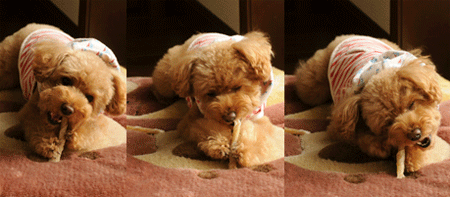 c0196673_1447286.gif