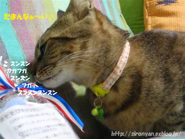 a0159490_11353568.jpg
