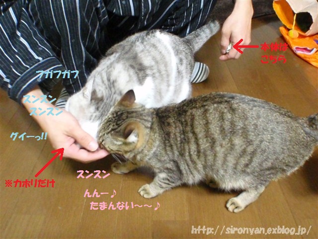 a0159490_11362583.jpg