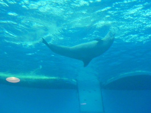 a0141892_1351026.jpg