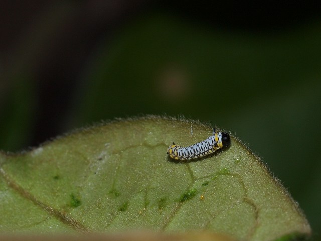 b0135573_2334694.jpg