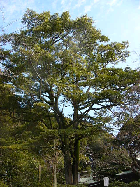 e0145782_15434956.jpg
