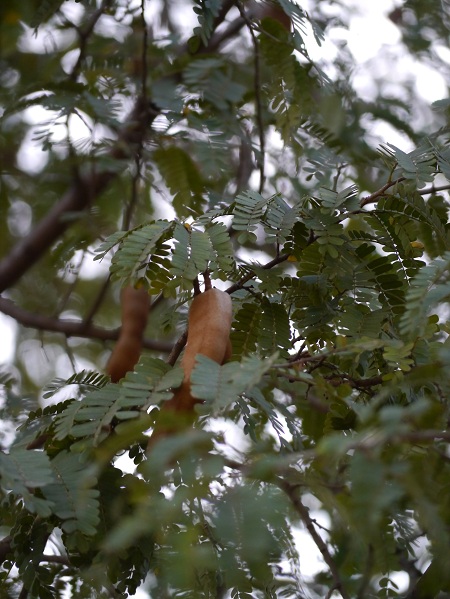 f0167281_1214761.jpg