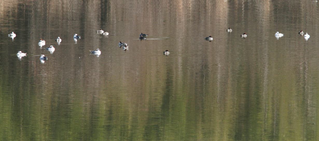 c0172139_11231672.jpg