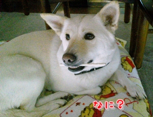 f0195543_2250481.jpg