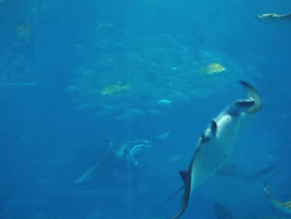 f0011352_2362625.gif