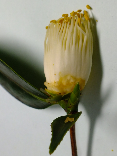 e0145782_16572584.jpg