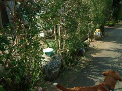 e0028387_2332519.jpg