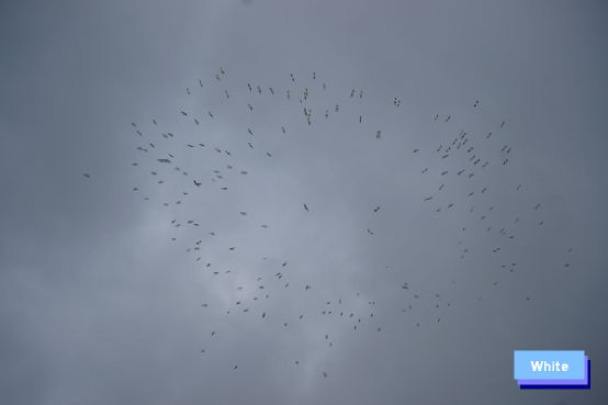 c0227134_039783.jpg