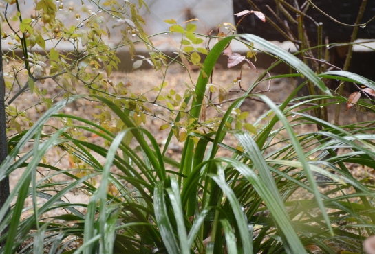 c0186463_012967.jpg