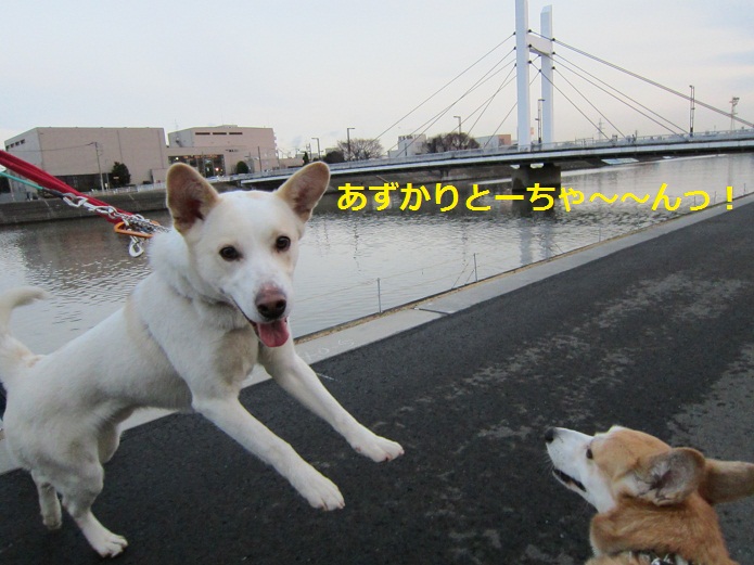 a0132275_15353259.jpg
