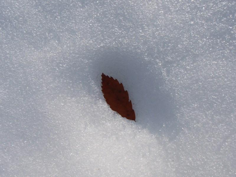 b0039898_1121418.jpg