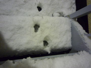e0070606_212960.jpg