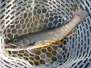 f0065341_10322738.jpg