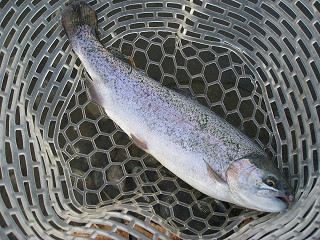 f0065341_1032295.jpg