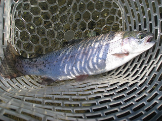 f0065341_10341836.jpg