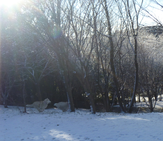 e0121548_1052917.jpg
