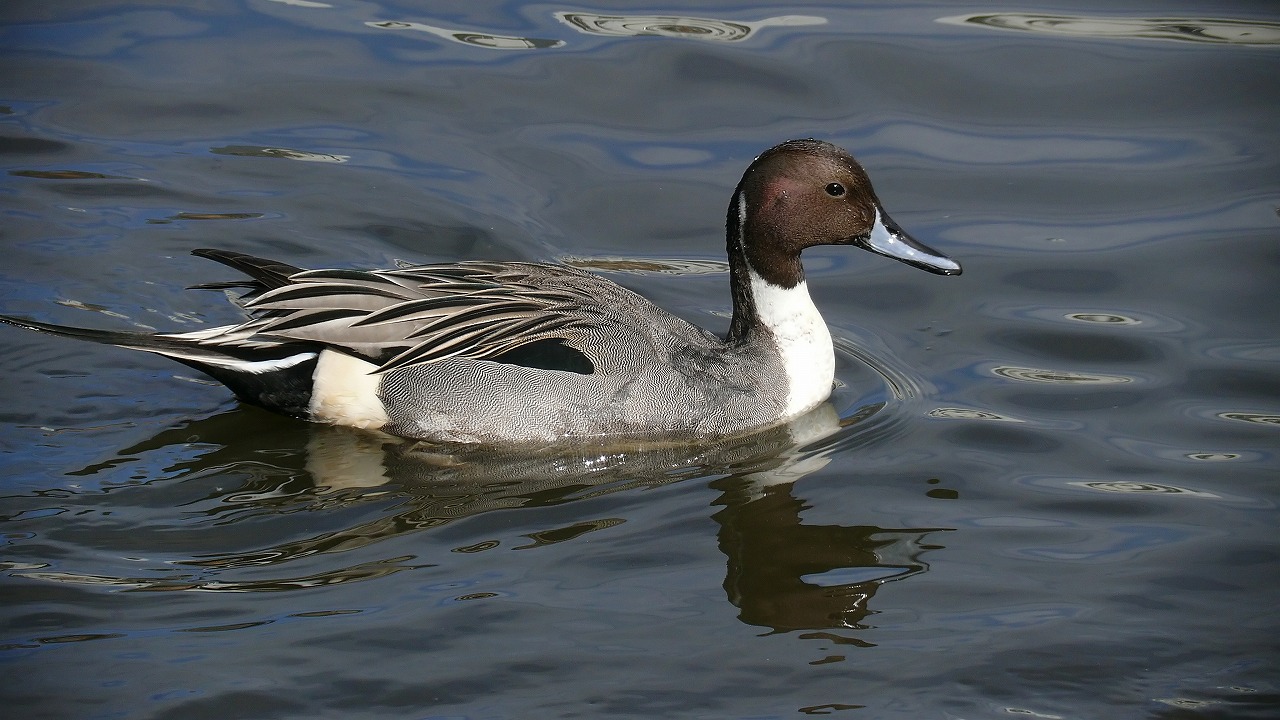 a0185081_1950083.jpg