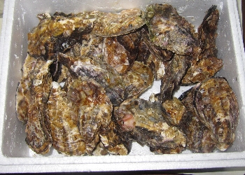 f0003283_1845389.jpg