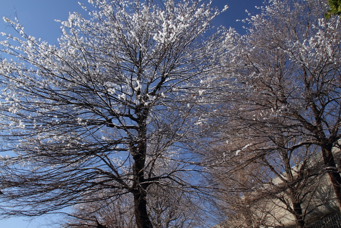 c0215627_927115.jpg