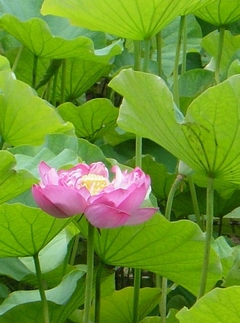 c0134734_1859919.jpg