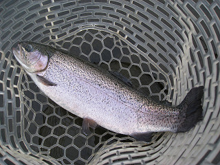 f0065341_1011372.jpg