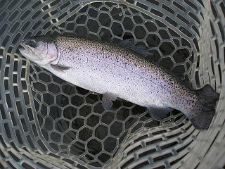 f0065341_1091173.jpg