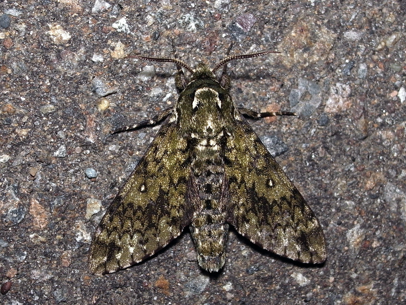 b0130166_20122059.jpg