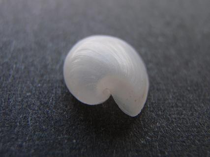 a0125598_20323190.jpg