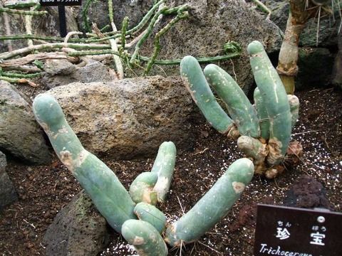 c0072801_5444211.jpg
